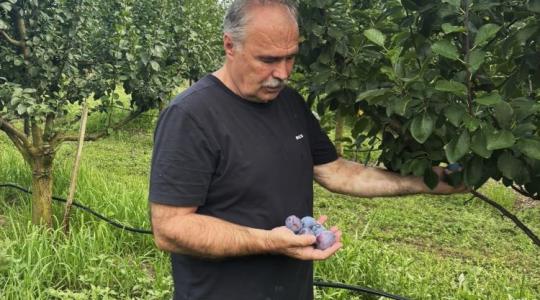 A miniszter kertjét sem kerülte el a vihar, Nagy István menti a szilvát A miniszter kertjét sem kerülte el a vihar, Nagy István menti a szilvát