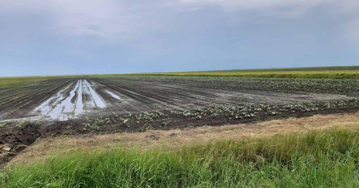 A jó termés a talajnál kezdődik – tegyen érte kalciummal!