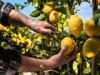 Így bukott el a balatoni citrustermesztés terve