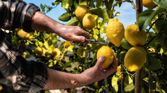 Így bukott el a balatoni citrustermesztés terve Így bukott el a balatoni citrustermesztés terve