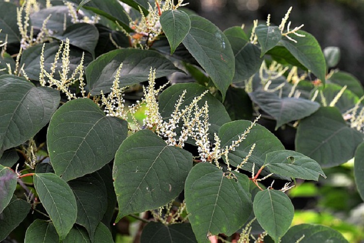  japán keserűfű (Fallopia japonica) 