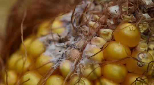Toxinriasztás! Hogyan zárhatjuk be az ajtót a fertőzés előtt?