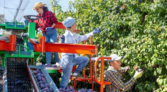 Munkavédelem az agráriumban: nem luxus, hanem kötelesség Munkavédelem az agráriumban: nem luxus, hanem kötelesség