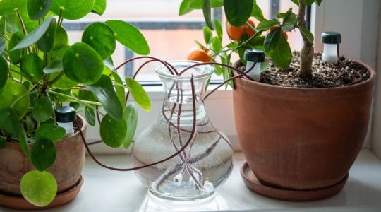 5 perces trükk, és nem száradnak ki többé a szobanövényeid!