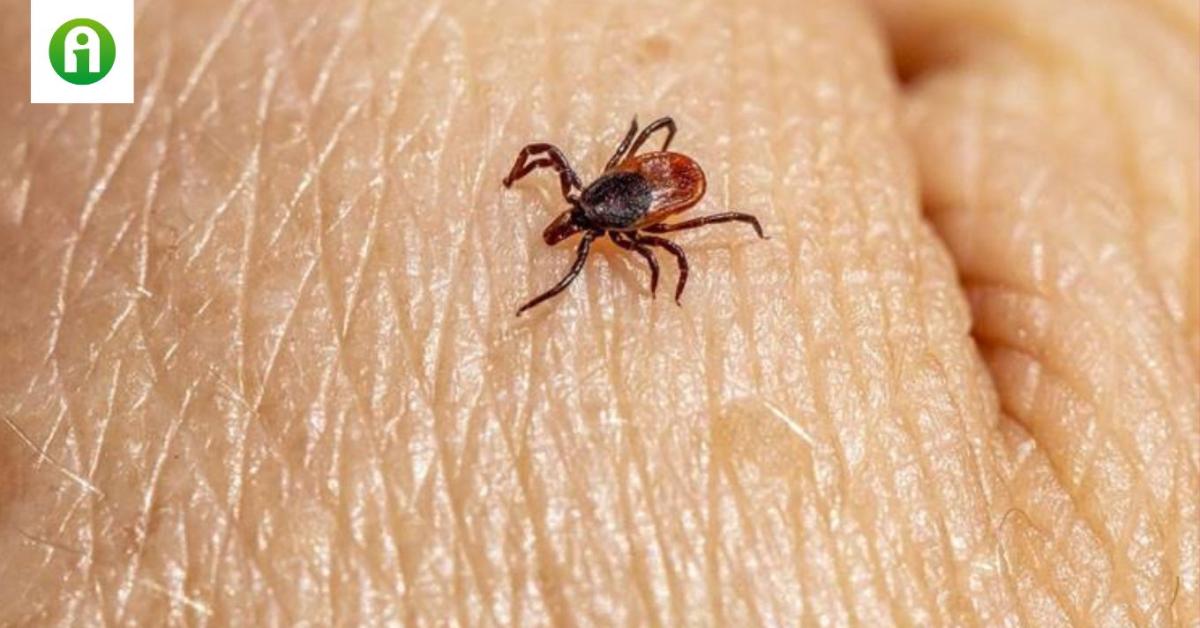 Már márciusban hemzsegnek a kullancsok – így védekezz hatékonyan!