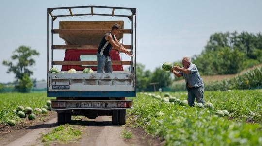 Veszélybe került a hazai dinnyetermesztés: nyomott árak, gyenge hozam, csökkenő termelői kedv