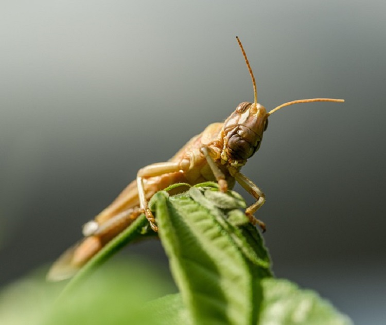 sáska