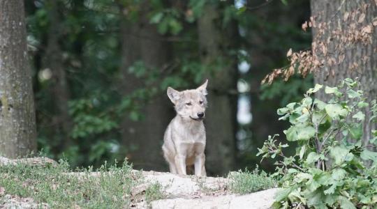 Farkaskölykök játékát örökítette meg egy vadkamera az Aggteleki-karszton