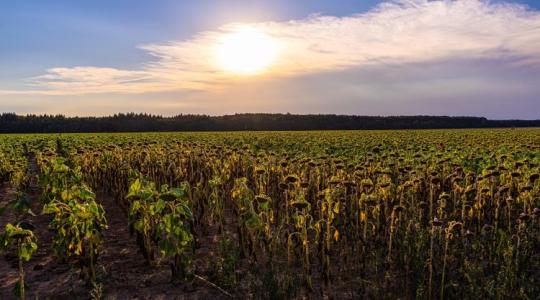Túlélési stratégia a nyári aszályban: kálium és biostimulátorok Túlélési stratégia a nyári aszályban: kálium és biostimulátorok