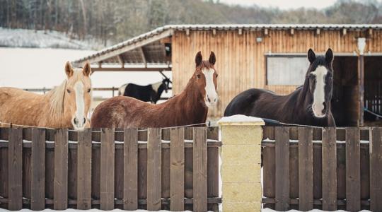 Egy kis vadnyugat keleten: új kedvencek az istállókban Egy kis vadnyugat keleten: új kedvencek az istállókban