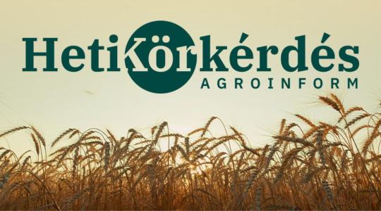 Melyek a nagy hasznot hozó, stabil termőképességű búzák? – Heti Körkérdés
