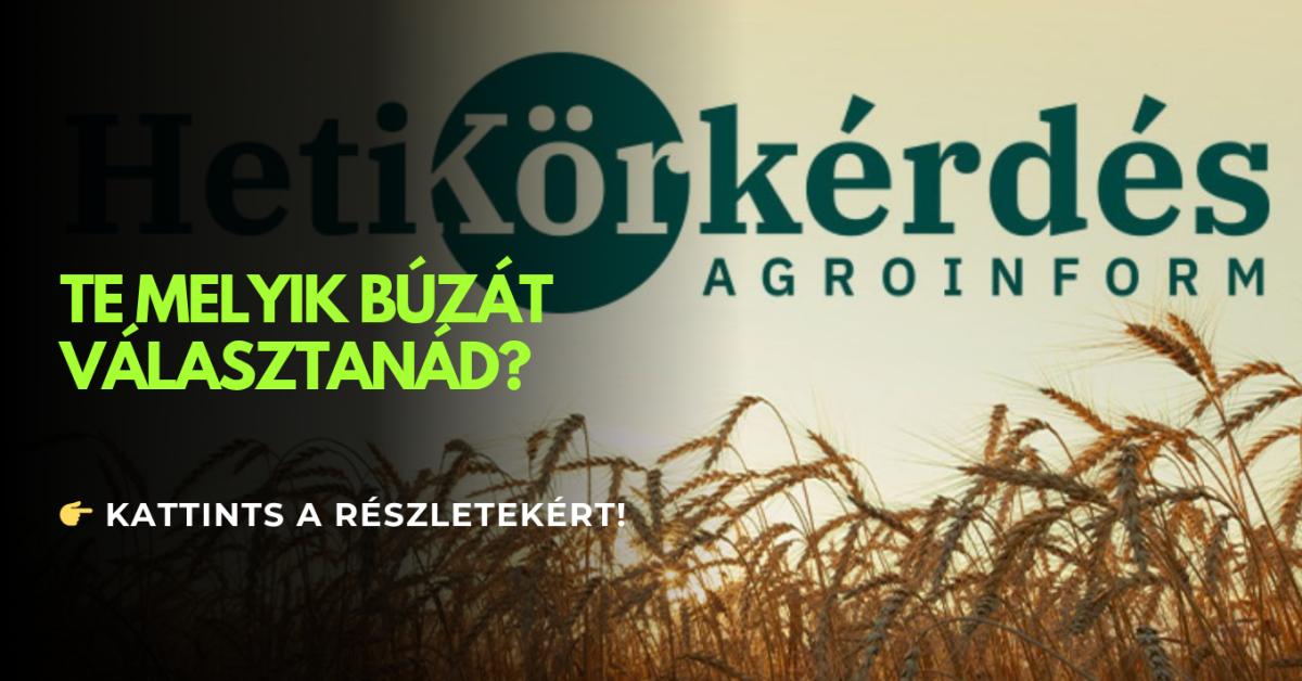 Melyek a nagy hasznot hozó, stabil termőképességű búzák? – Heti Körkérdés Melyek a nagy hasznot hozó, stabil termőképességű búzák? – Heti Körkérdés