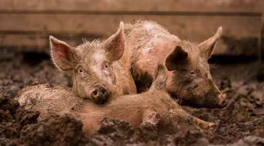 Fokozott sertéspestis-kockázat ebben a dél-dunántúli megyében