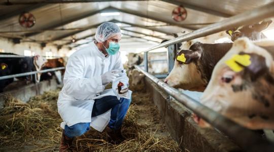 Időzített bomba: veszélyes baktériumok a farmokon Időzített bomba: veszélyes baktériumok a farmokon