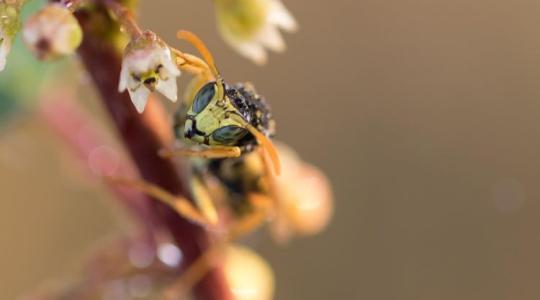 Figyelmeztet a katasztrófavédelem: ehhez az állathoz ne nyúljon laikus!