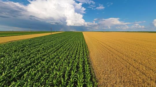 5 millió tonna kukorica sorsa múlik az időjáráson 5 millió tonna kukorica sorsa múlik az időjáráson