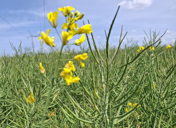 Limagrain