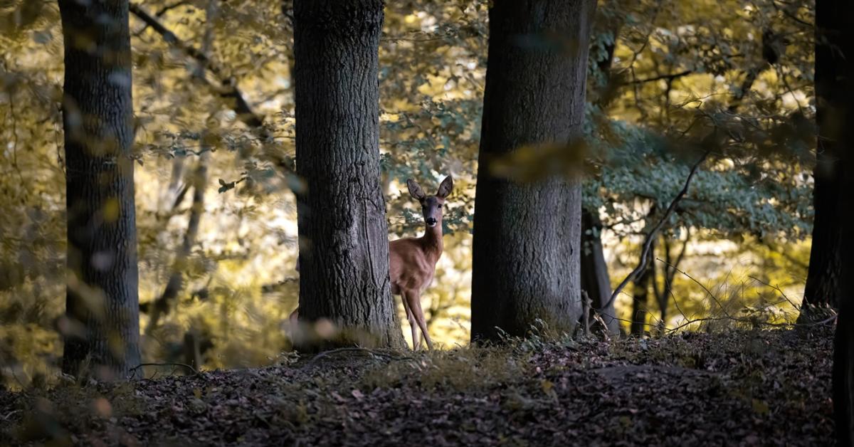 Rejtélyes okok tizedelik az őzállományt Rejtélyes okok tizedelik az őzállományt