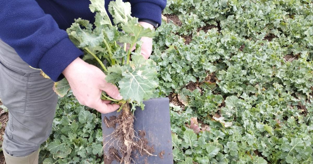 Megpróbáltuk kihagyni a repcét a vetésforgóból, pedig az ideális hibrid megtalálása volt a kulcs Megpróbáltuk kihagyni a repcét a vetésforgóból, pedig az ideális hibrid megtalálása volt a kulcs