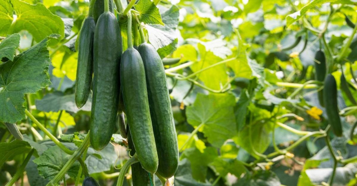 7 tipp a bőséges uborkaterméshez