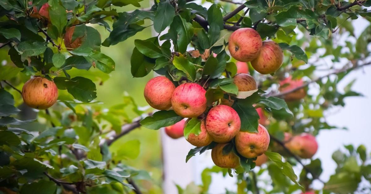 Stagnál az uniós almatermés – drámai a magyar visszaesés 