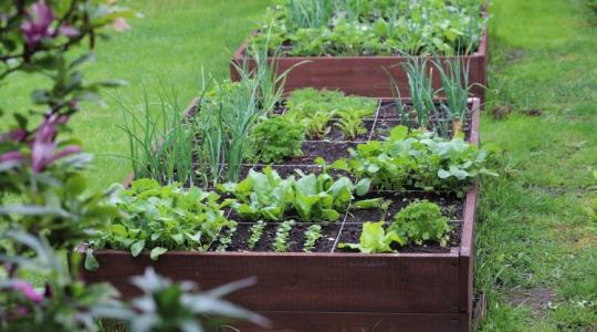 Nagyanyáink már tudták – és te tudod, mi a foodscaping?
