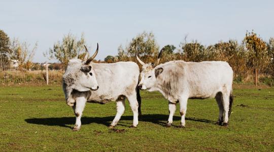 A szürke marha titkai: honnan jött, és hová tart?