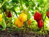 Padlizsán, paprika és görögdinnye vitte a prímet az idei szezonban