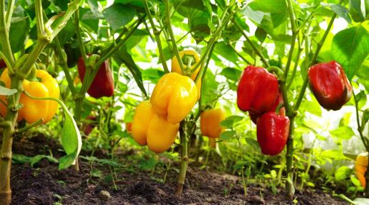 Padlizsán, paprika és görögdinnye vitte a prímet az idei szezonban