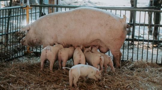 Válságban a sertéságazat: radikális állománycsökkentés jöhet