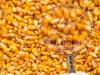 Aflatoxin: A kukorica aratásáig nem dőlhetnek hátra a somogyi gazdák