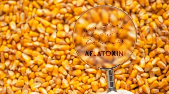 Aflatoxin: A kukorica aratásáig nem dőlhetnek hátra a somogyi gazdák