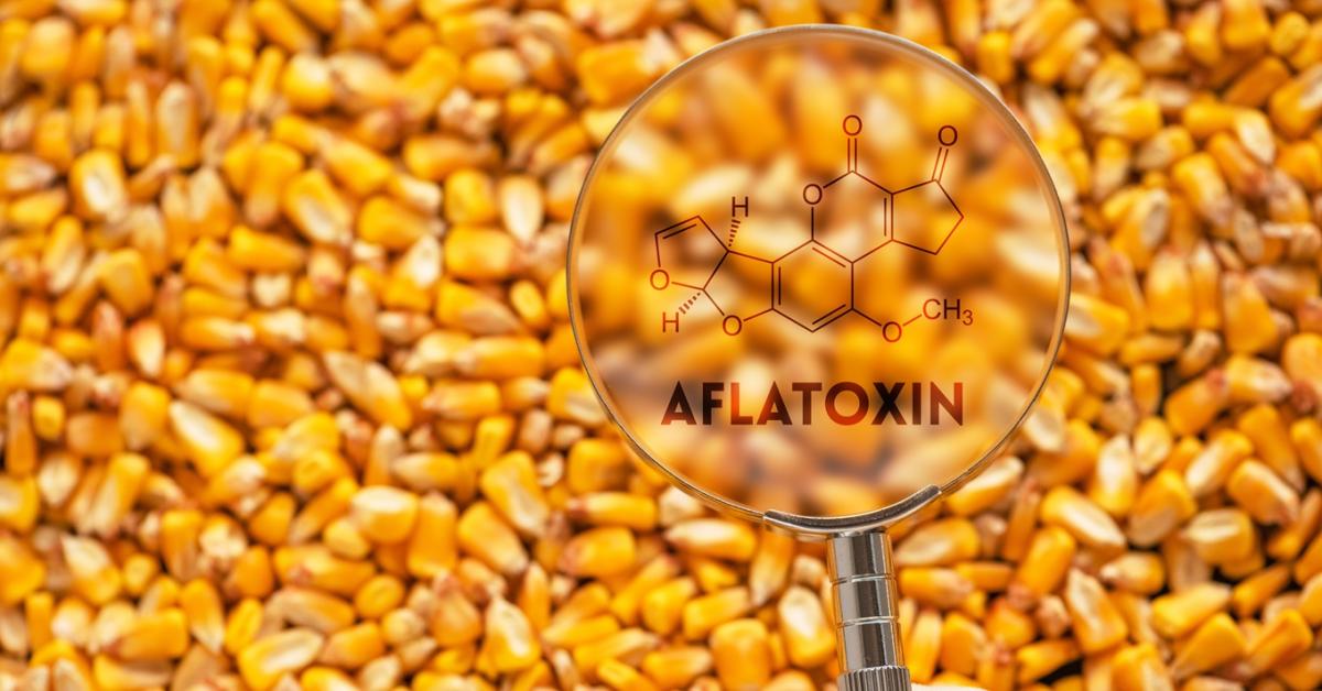 Aflatoxin: A kukorica aratásáig nem dőlhetnek hátra a somogyi gazdák