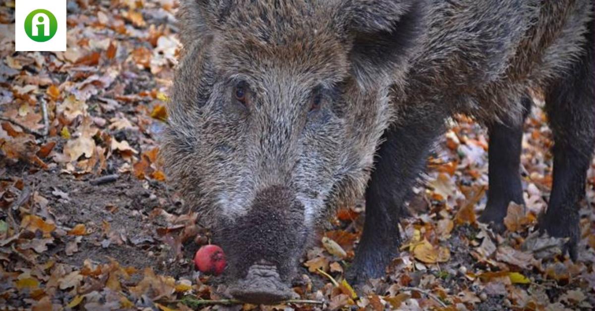 Halálos veszélyt hozott a vaddisznóhús egy floridai férfira Halálos veszélyt hozott a vaddisznóhús egy floridai férfira
