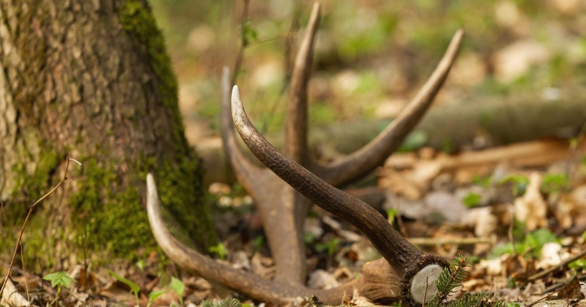 Mindenki erről a megható állatmentésről beszél