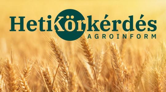 Mely búzákra mondhatjuk? A minőség és mennyiség zseniális kombinációja – Heti Körkérdés