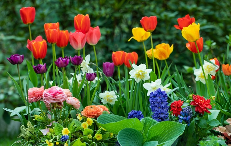 tulipán