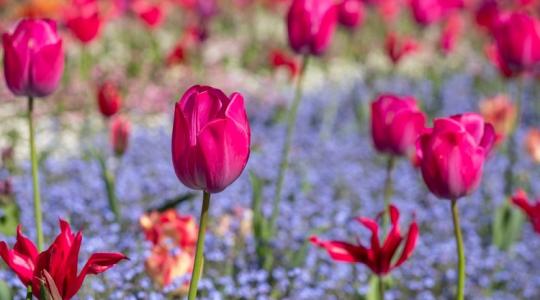 Most még tehetsz azért, hogy tulipán, jácint, nárcisz és liliom legyen a kertedben! Most még tehetsz azért, hogy tulipán, jácint, nárcisz és liliom legyen a kertedben!