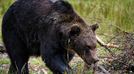 Gyanútlanul szállsz le a traktorról, és rád ront a kukoricából a medve Gyanútlanul szállsz le a traktorról, és rád ront a kukoricából a medve