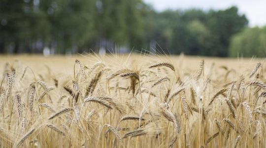 Így sodorhatja válságba az uniós mezőgazdaságot Ukrajna