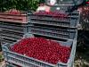 Kevés a termés, sok a vevő: újra sláger lett a magyar gyümölcs