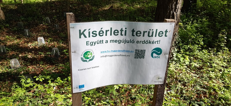 erdő