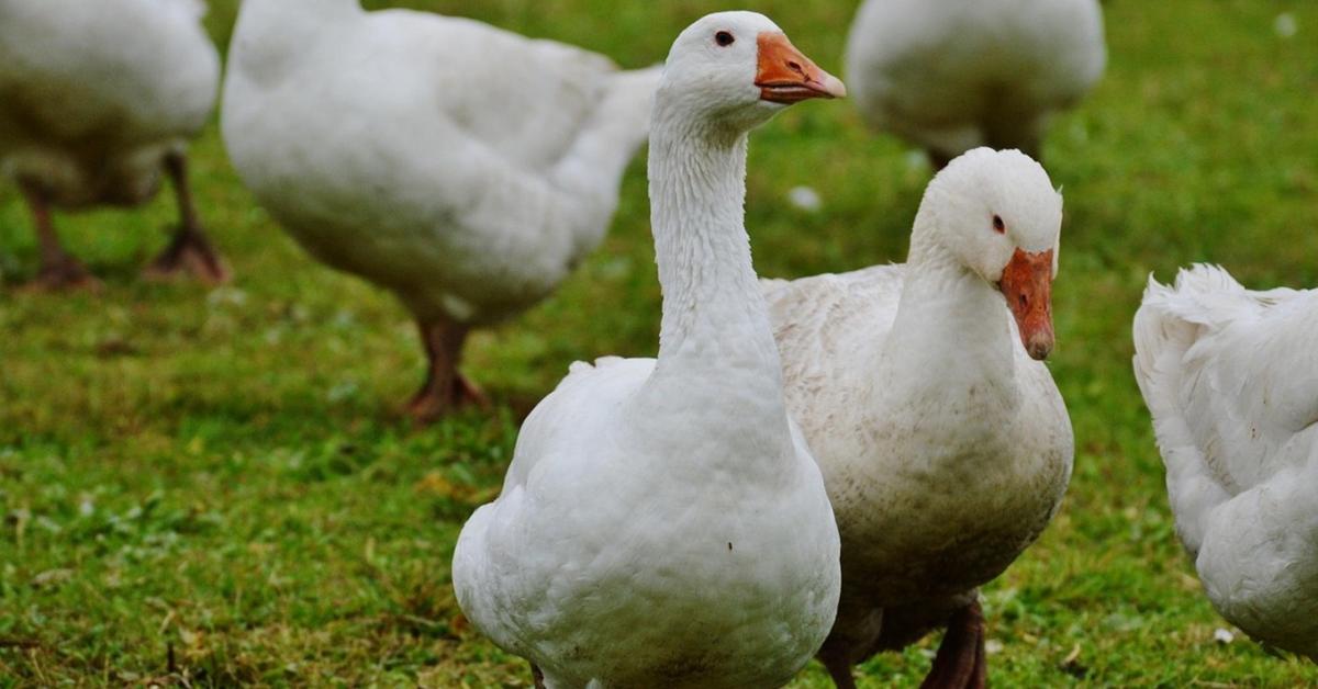 Antibiotikummentes, prémium libamáj-előállítás tenyésztés-tartástechnológiájának fejlesztésében működtek közre a MATE kutatói