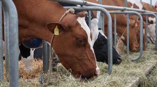 Komplett támogatási csomag a járvány által sújtott állattartóknak