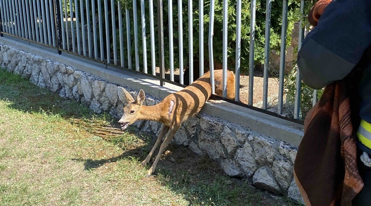bambi