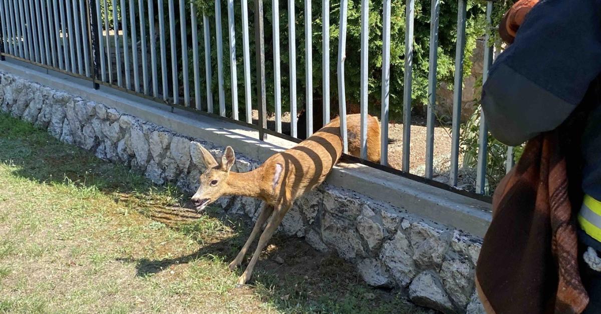 Kerítésbe szorult egy őz, ez lett a sorsa +VIDEÓ