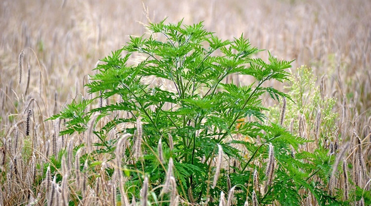 parlagfu