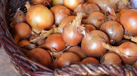 Visszaélnek a makói dughagyma nevével – az igazi csak Makón terem