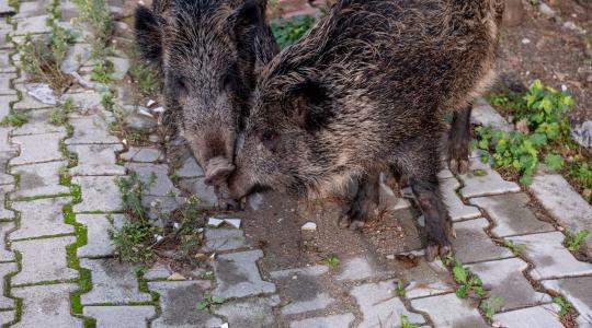 Nappal park, éjjel vadon – vaddisznók járják Budapestet