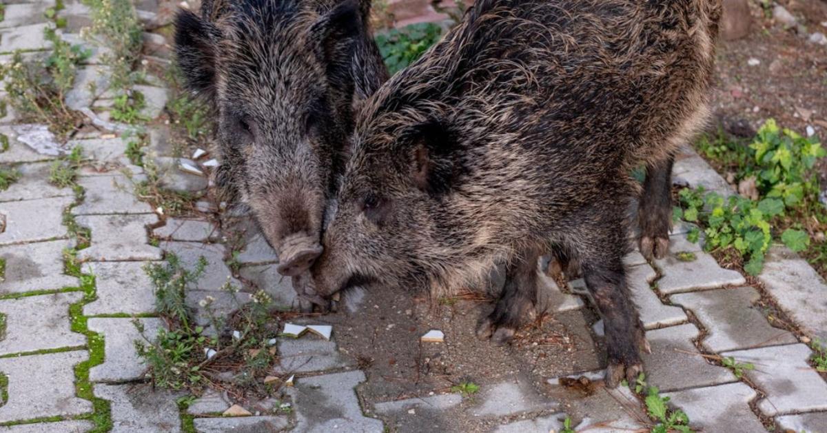Nappal park, éjjel vadon – vaddisznók járják Budapestet